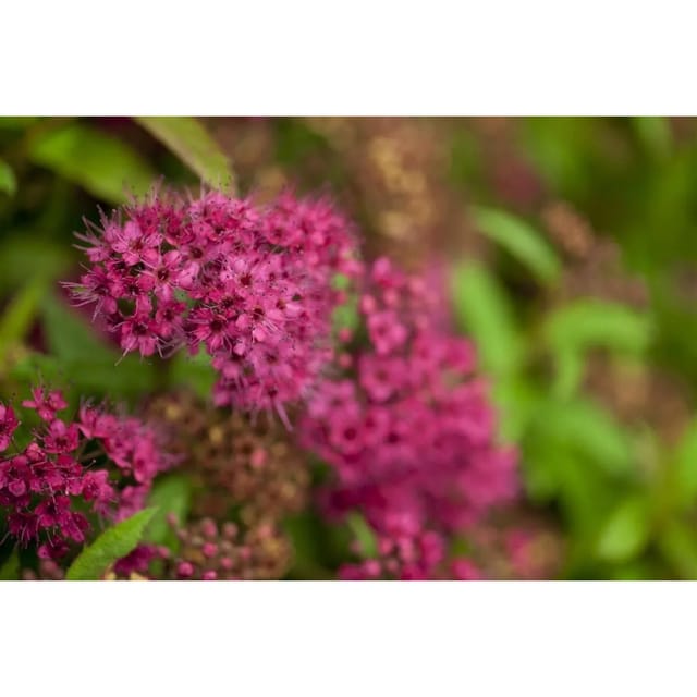 Spiraea Japonica Japanische Spiere 40-60 cm