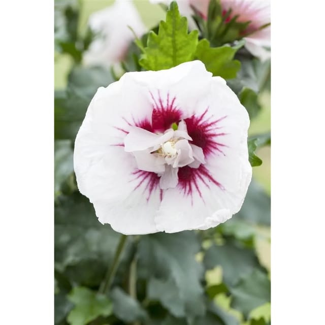 Hibiscus Syriacus Gartenhibiskus Lady Stanley 100 cm Stammhöhe