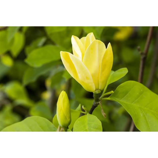 Magnolia 'Maxine Merrill' Magnolie 80-100 cm