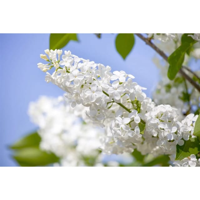 Syringa Vulgaris Flieder Souv.Alice Harding 60-80 cm