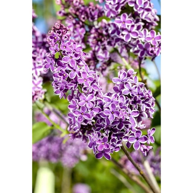 Syringa Vulgaris Flieder Sensation 125-150 cm