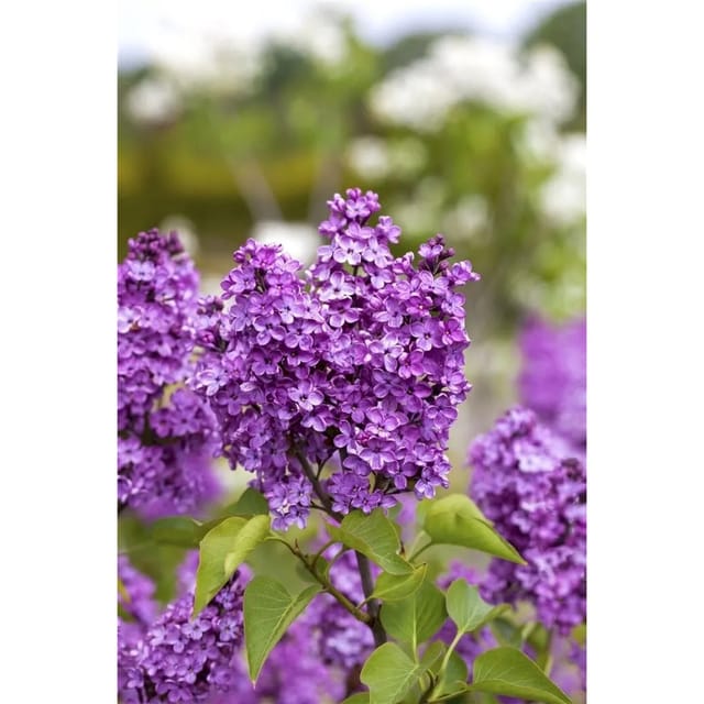 Syringa Vulgaris Flieder 'Katharine Havemeyer' 100 cm Stammhöhe