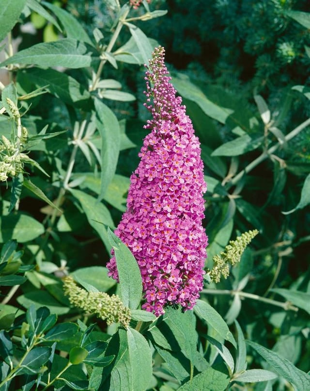 Buddleja Davidii Schmetterlingsstrauch 'Summer Beauty' 100-125 cm