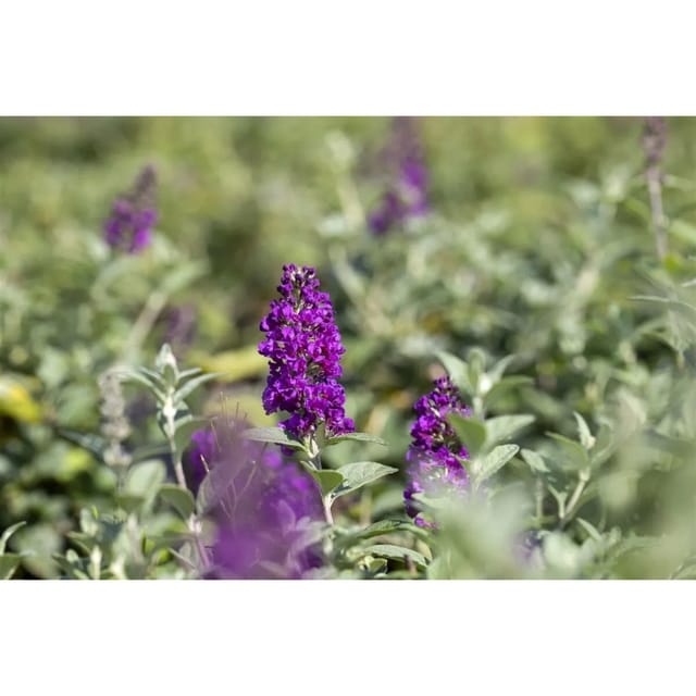 Buddleja Blue Chip Schmetterlingsstrauch 60-80 cm