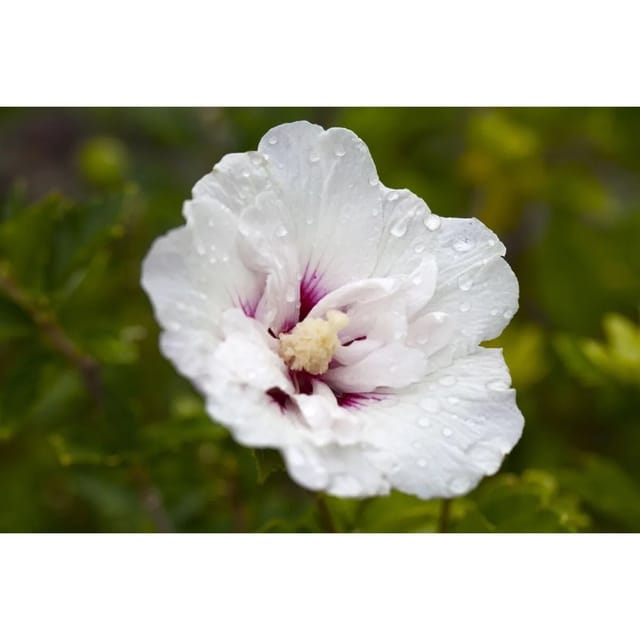 Hibiscus Syriacus Garten-Eibisch 'Pinky Spot' 40-60 cm