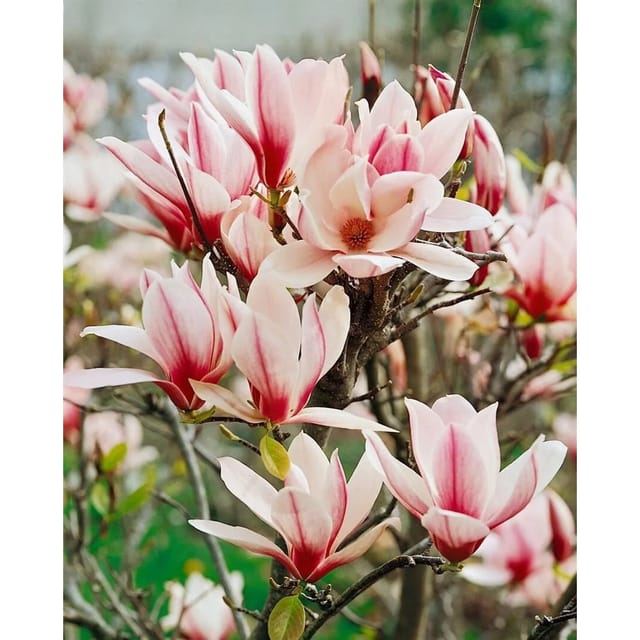 Magnolia 'Sunrise' Magnolie 40-60 cm