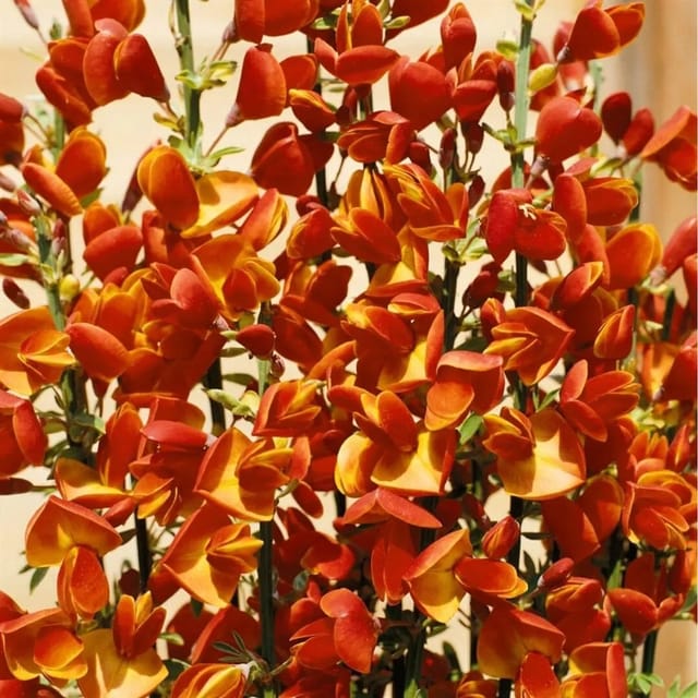 Cytisus Scoparius Besenginster 'Lena' 60-80 cm