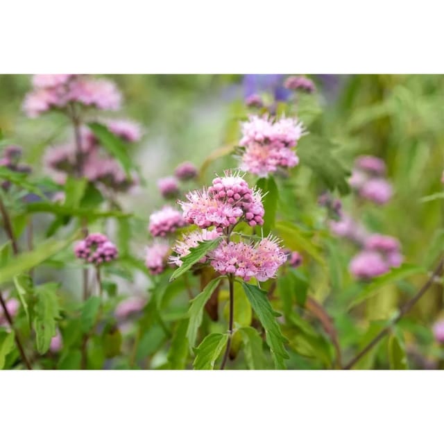 Caryopteris Clandonensis Bartblume Pink Perfection 40-60 cm