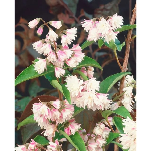Deutzia Scabra Sternchenstrauch Codsall Pink 7,80 100 cm