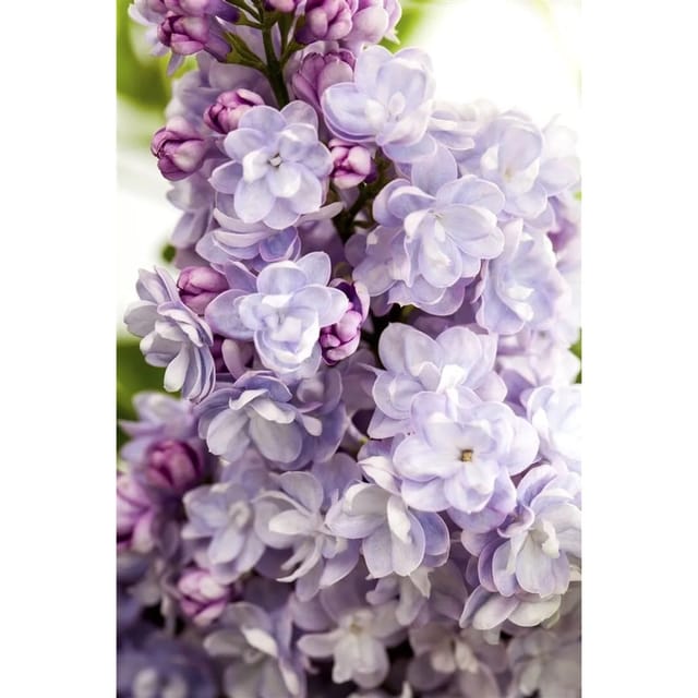 Syringa Vulgaris Flieder Michel Buchner 60-80 cm