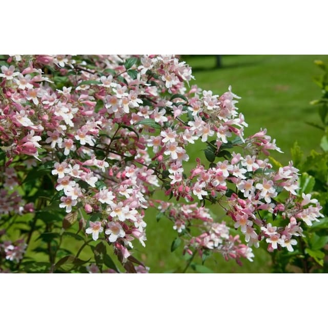 Kolkwitzia Amabilis Perlmuttstrauch Pink Cloud 100-125 cm