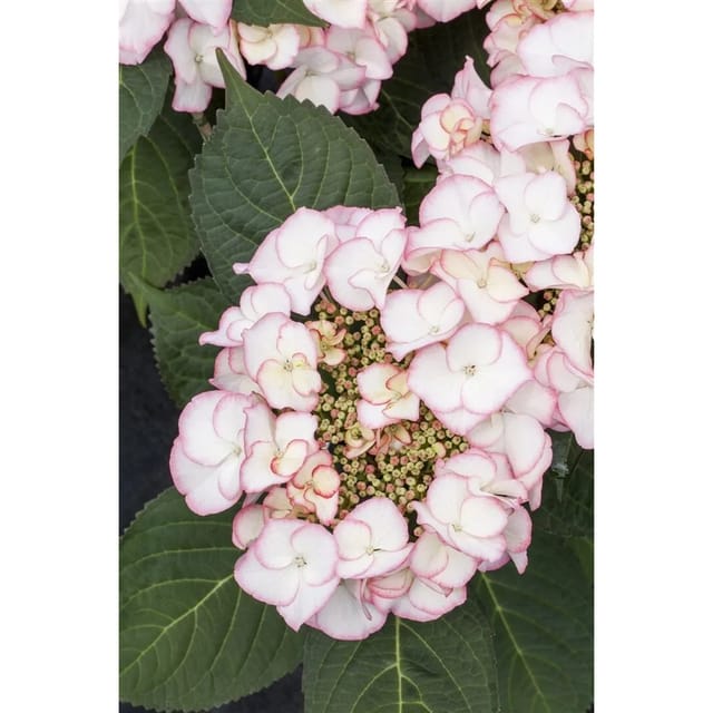 Hydrangea Macrophylla Bauernhortensie Charme 30-40 cm
