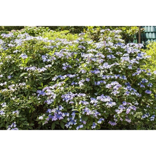 Hydrangea Macrophylla Bauernhortensie Bodensee 60-80 cm