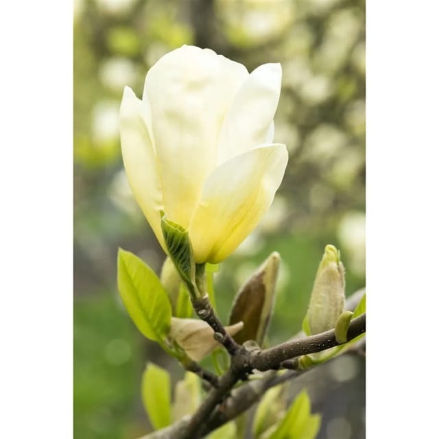 Magnolia 'Yellow Joy' Magnolie 100-125 cm