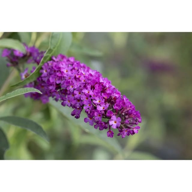 Buddleja Davidii Schmetterlingsstrauch Summer Kids 'Romy' 40-60 cm