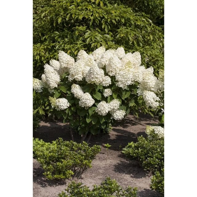 Hydrangea Paniculata Rispenhortensie Silver Dollar 100-125 cm