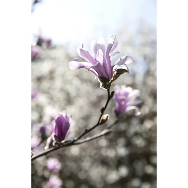 Magnolia Loebneri Sternmagnolie Leonard Messel 60-80 cm