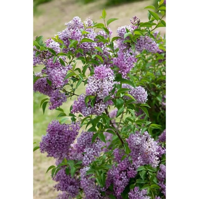 Syringa Chinensis Flieder 60-100 cm