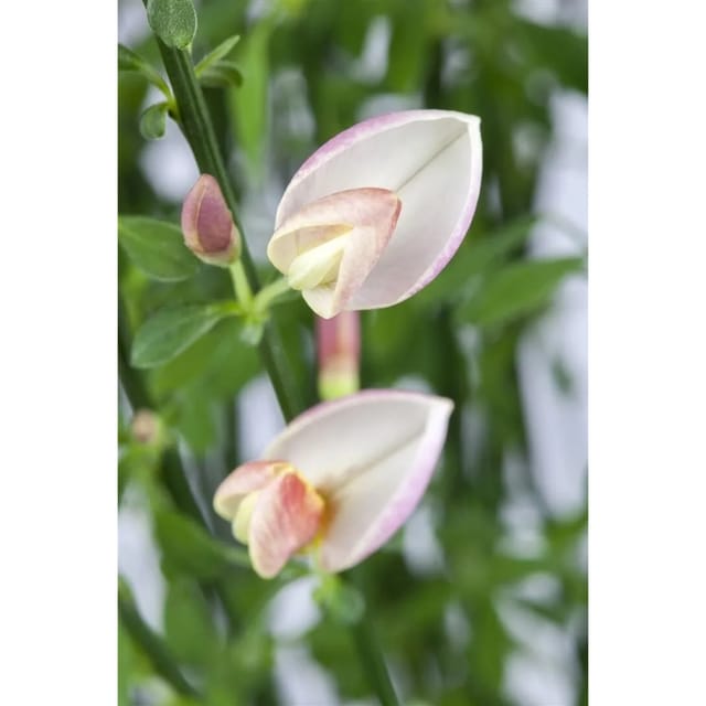 Cytisus Scoparius Besenginster Moyclare Pink 40-50 cm