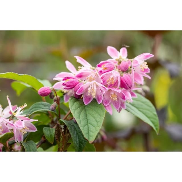 Deutzia Magnifica Maiblumenstrauch Tourbillon Rouge 3 L 40 60