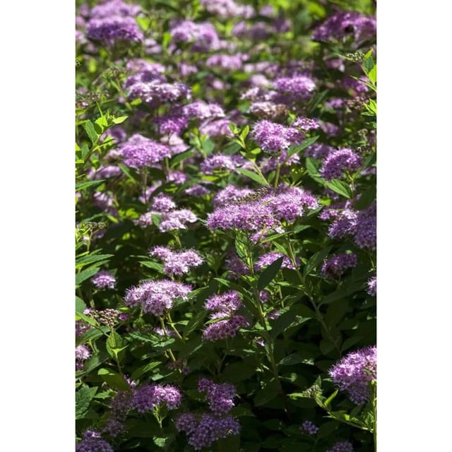 Spiraea Japonica Japanische Spiere Double Play Artist 30-40 cm