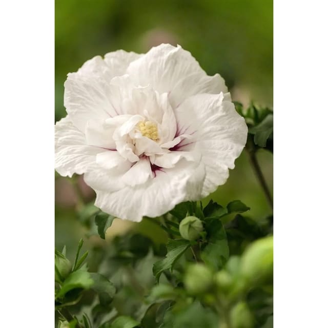 Hibiscus Syriacus Garten-Eibisch White Chiffon R 150-175 cm