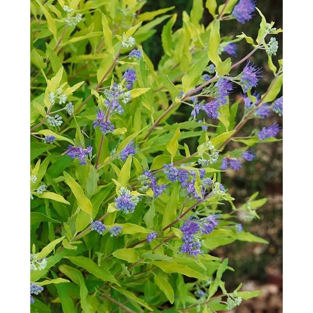 Caryopteris Clandonensis Bartblume Worchester Gold 30-40 cm