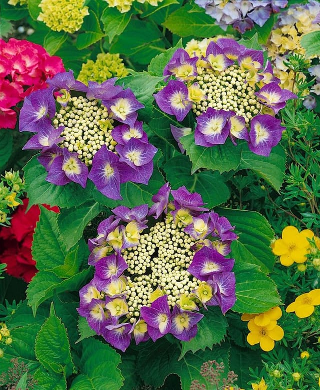 Hydrangea Macrophylla Bauernhortensie Frisbee Hot Pink 30-40 cm