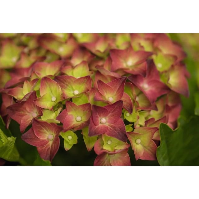 Hydrangea Macrophylla Bauernhortensie 'Magical Sapphire' 40-50 cm