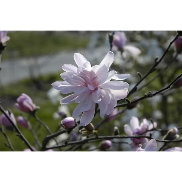 Magnolia Stellata Sternmagnolie George Henry Kern 40-60 cm