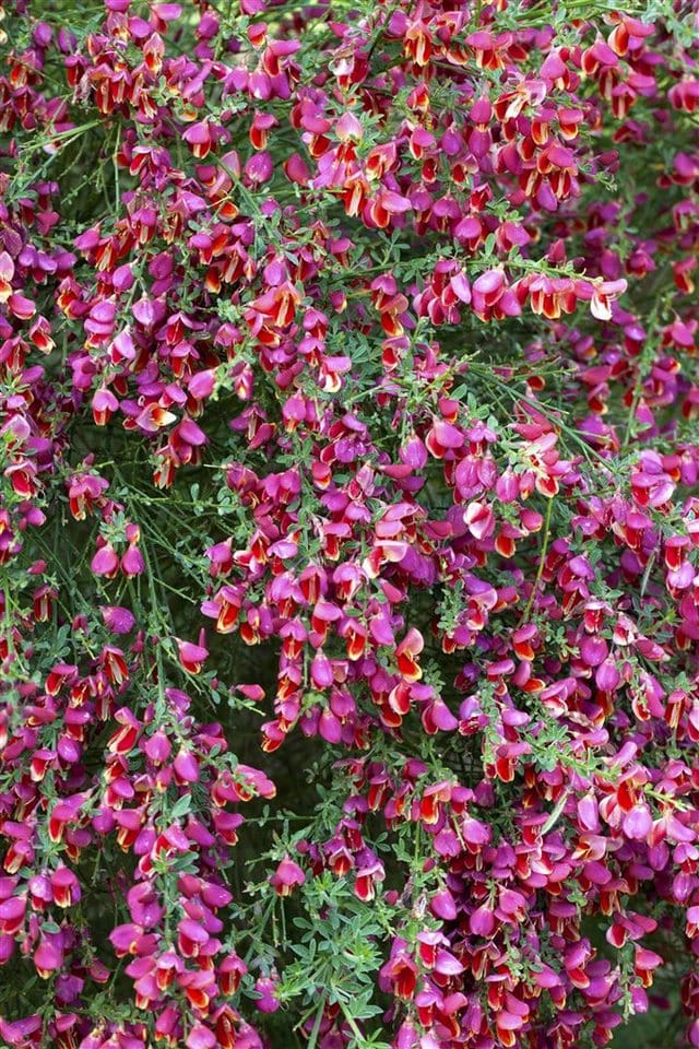 Cytisus Scoparius Besenginster Johnson's Crimson 40-50 cm
