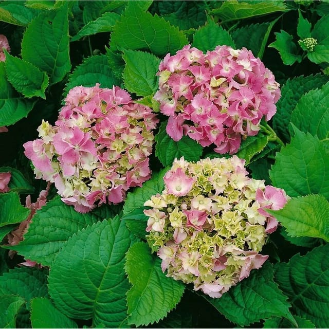 Hydrangea Macrophylla Bauernhortensie Deutschland 60-80 cm