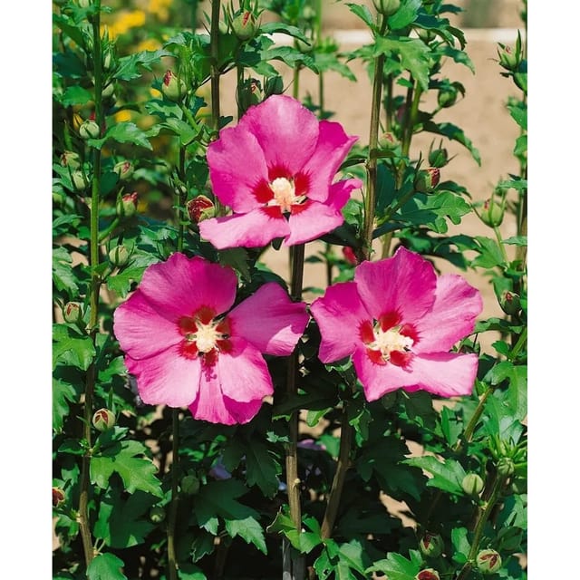 Hibiscus Syriacus Gartenhibiskus Maike 40-50 cm