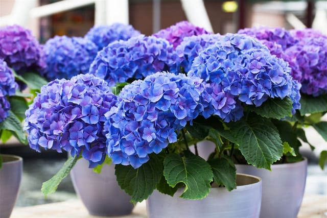 Hydrangea Macrophylla Bauernhortensie Early Blue 30-40 cm