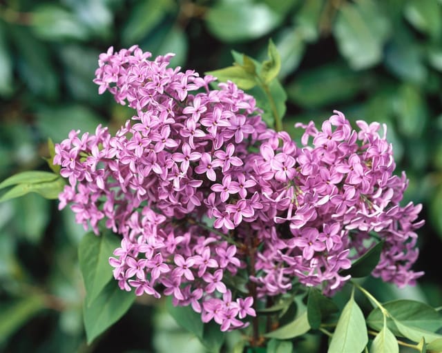 Syringa Chinensis Flieder 10-15 cm