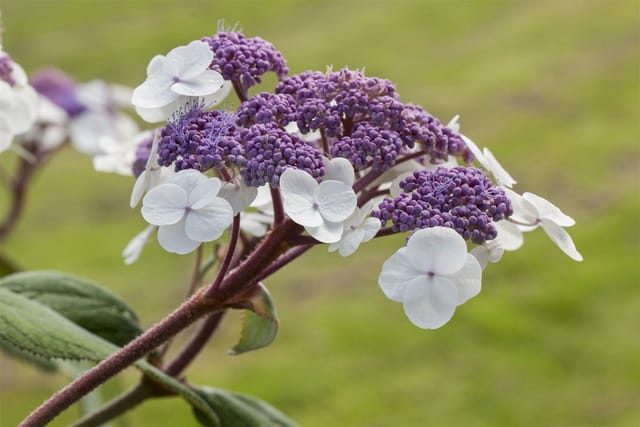 Hydrangea Aspera Samthortensie 100-125 cm