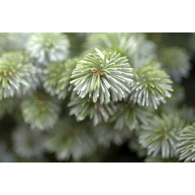Picea Sitchensis Silberzwerg Sitka-Fichte Silbrig 25–30 cm