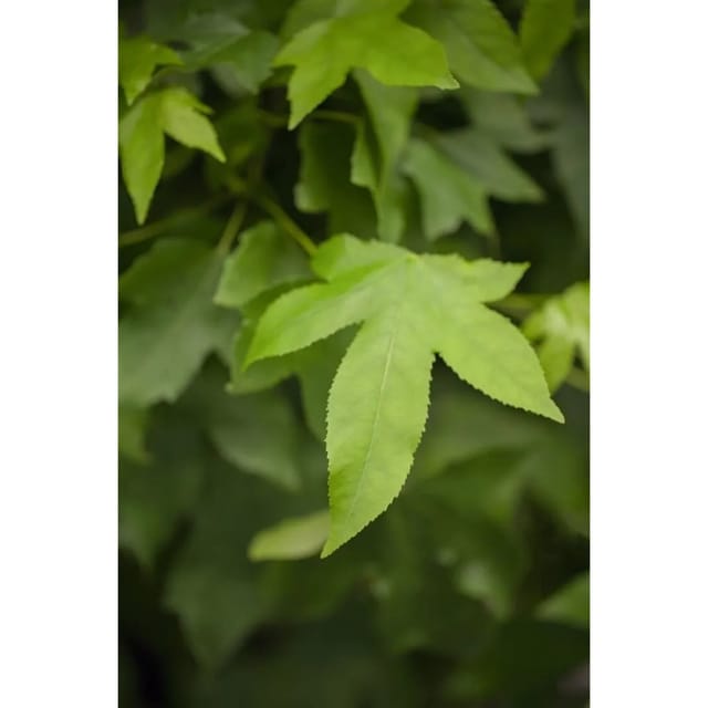 Liquidambar Styraciflua Gumball Amberbaum Kompakt 125 cm Stammhöhe