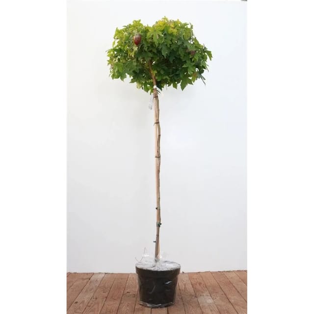 Liquidambar Styraciflua Gumball Amberbaum 150 cm Stammhöhe