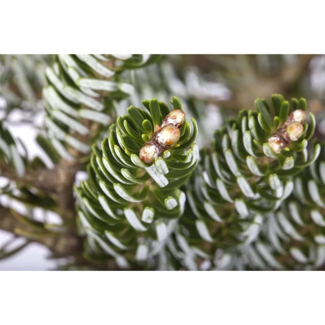 Abies Koreana Silver Star Koreatanne Silberne Nadeln 20–25 cm