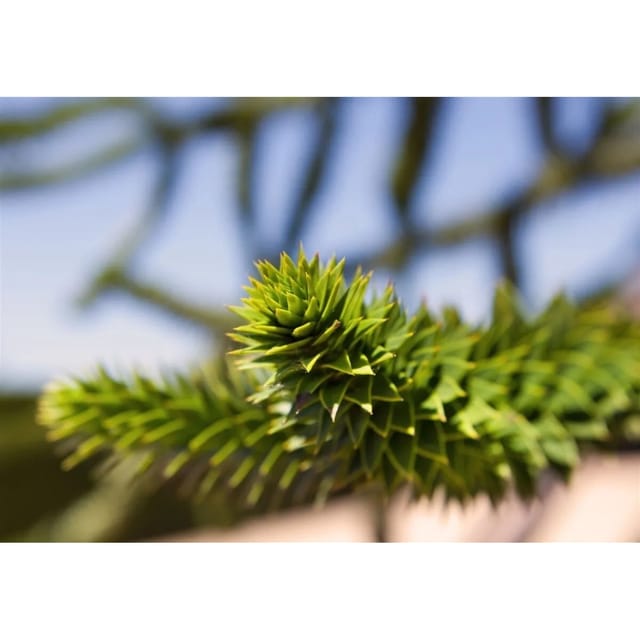 Araucaria Araucana Andentanne 20–30 cm