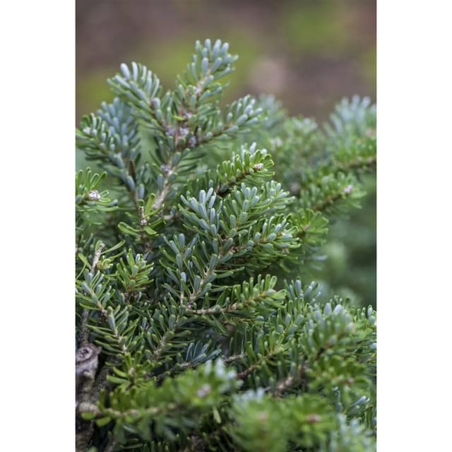 Abies Koreana Silberperl Koreanische Tanne Silberne Nadeln 40 cm Stammhöhe