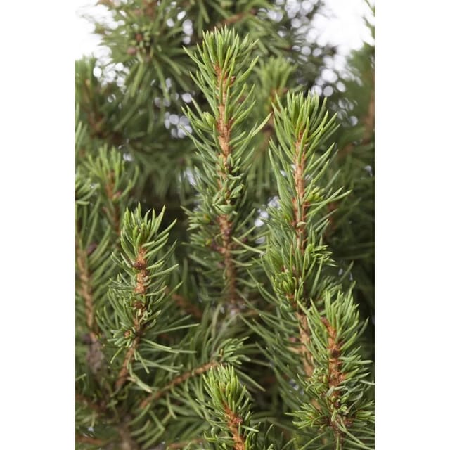 Picea Glauca Zuckerhut Zuckerhutfichte Kompakt 20–25 cm