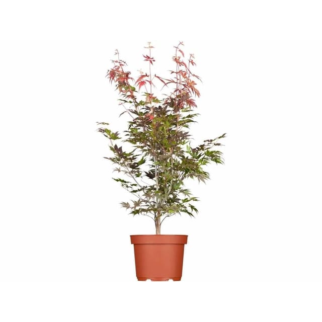 Acer Palmatum Atropurpureum Japanischer Ahorn Rotlaubig 40–60 cm