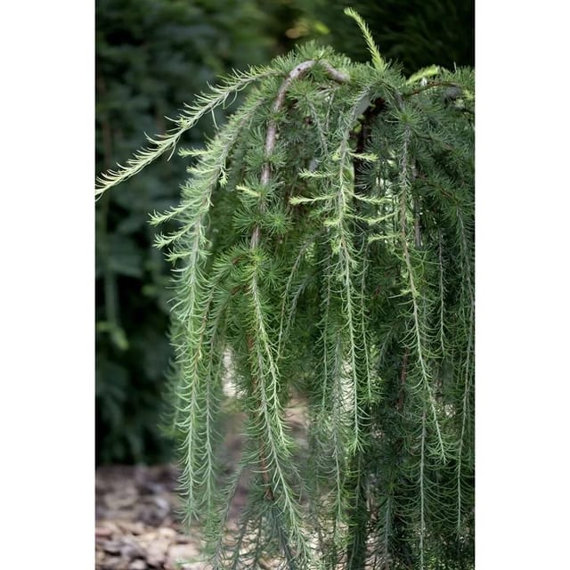 Larix Kaempferi Pendula Japanische Lärche Hängend 125–150 cm