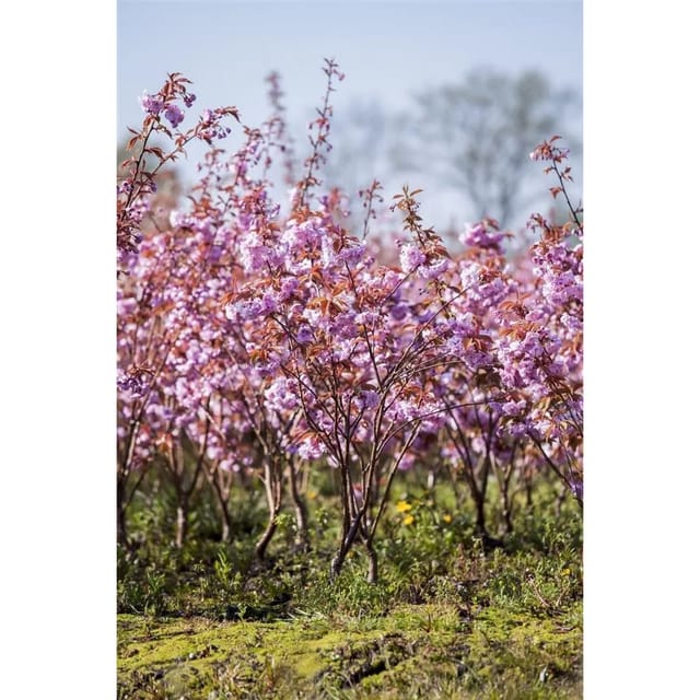 Prunus Serrulata Kanzan Japanische Blütenkirsche Rosa 125 cm Stammhöhe