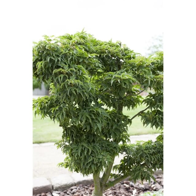 Acer Palmatum Kotohime Japanischer Ahorn Kompakt 40–60 cm