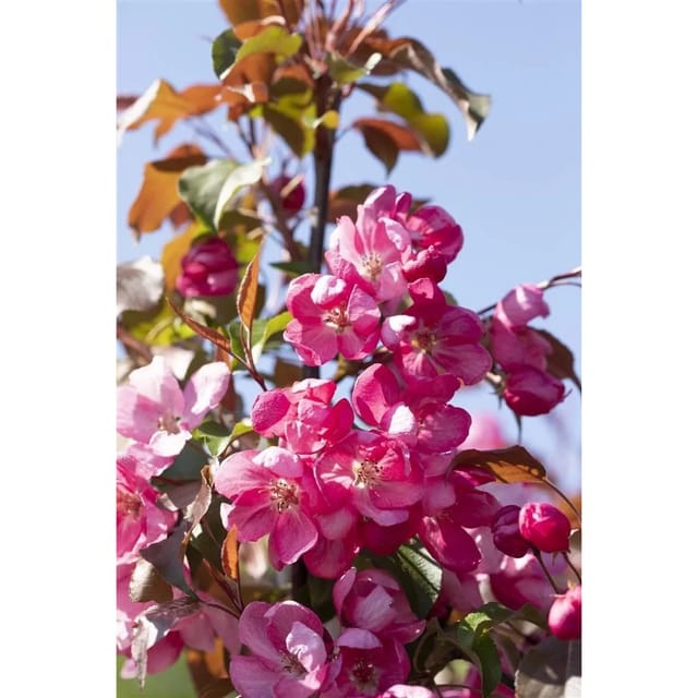 Malus Rudolph Zierapfel Rosa Blüten 60–100 cm