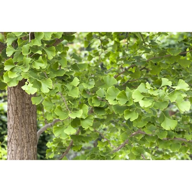 Ginkgo Biloba Fächerblattbaum 150–175 cm