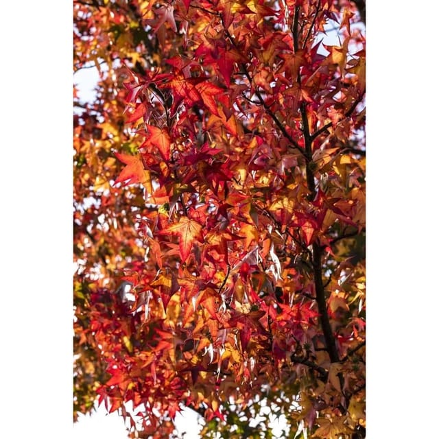 Liquidambar Styraciflua Worplesdon Amberbaum 80–100 cm